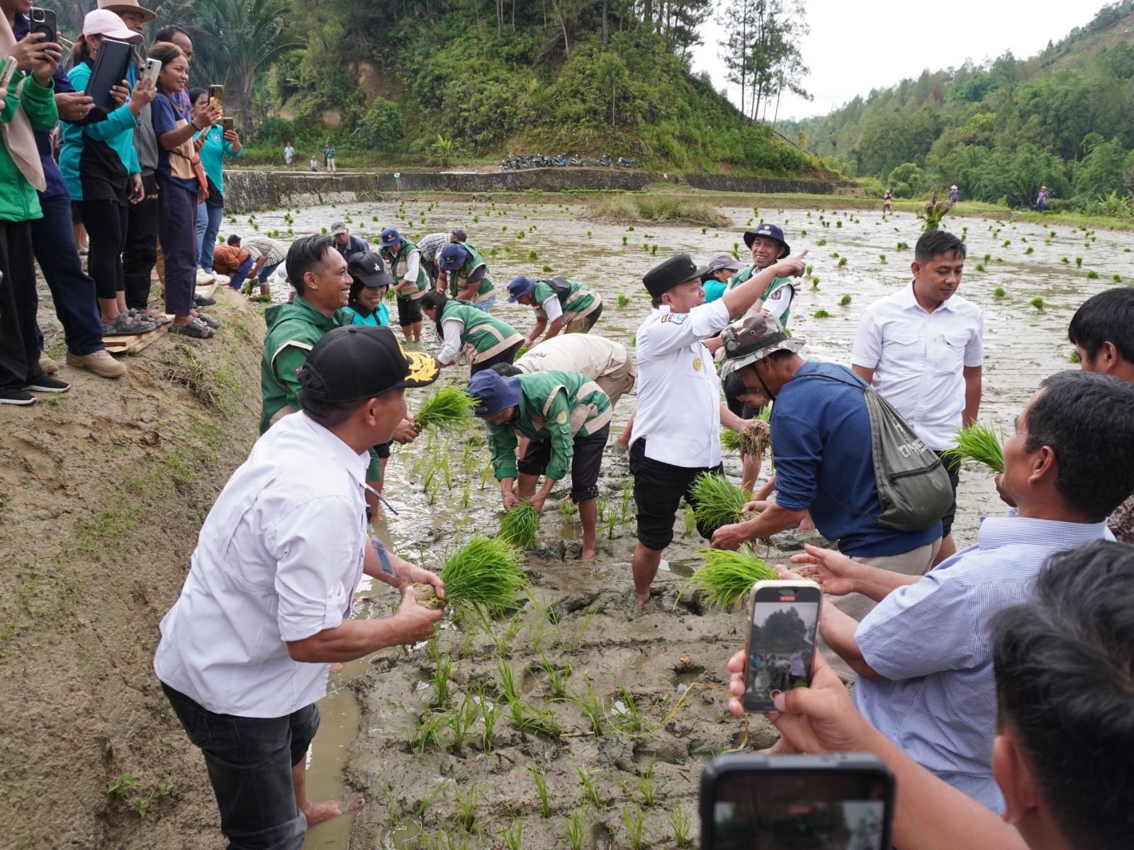 Proses Penanaman Padi