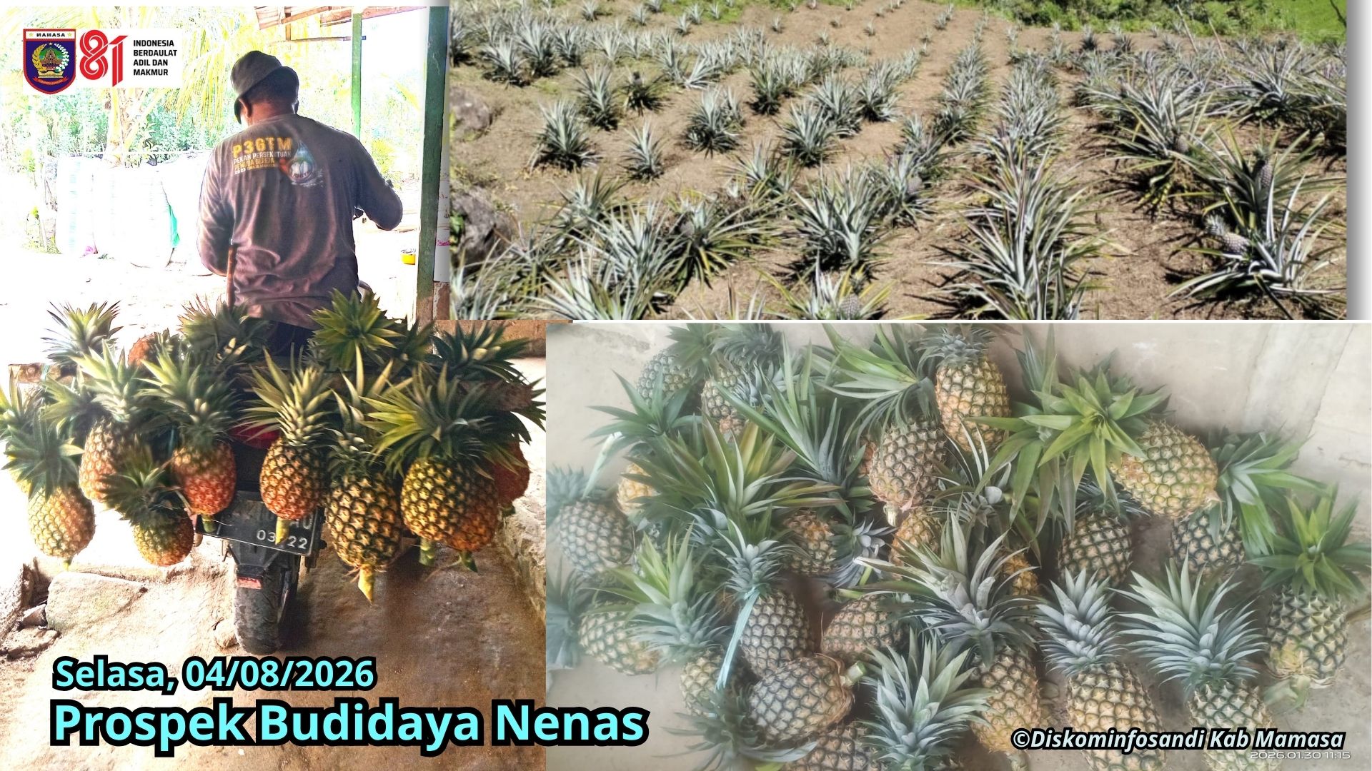Prospek Budidaya Nenas Kecamatan Buntumalangka’
