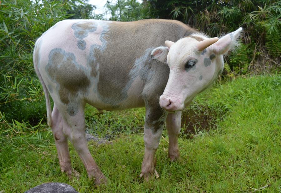 Kerbau Belang (Tedong doti)
